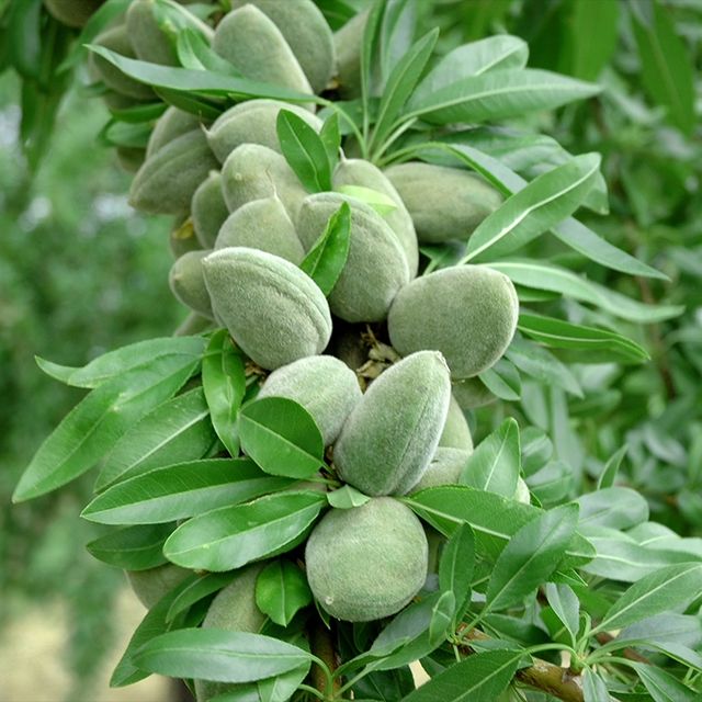 FERRADUEL BADEM FİDANI